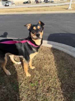 Rescue Rottweiler and Mixed Breed Dogs for Adoption in Fayetteville, Arkansas - Helen | PetCurious
