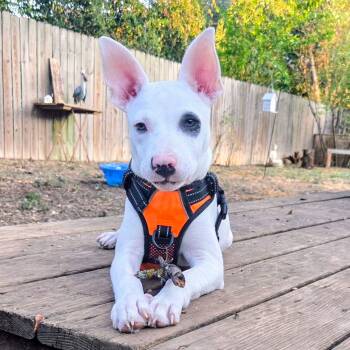 Rowan -  English Bulldog and Pit Bull Terrier Dog for Adoption in Pflugerville, Texas - Rowan | PetCurious