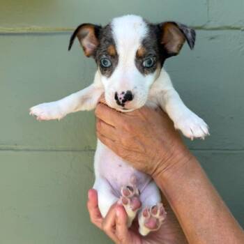 Chihuahua Dogs Available for Adoption in Tampa, Florida - Rum Rasin | PetCurious