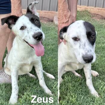 Zeus -  Australian Cattle Dog Blue Heeler and Husky Dog for Adoption in Manchester, Connecticut - Zeus | PetCurious
