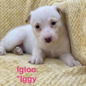 Rescue Husky Dogs for Adoption in Madisonville, Louisiana - IGLOO | PetCurious