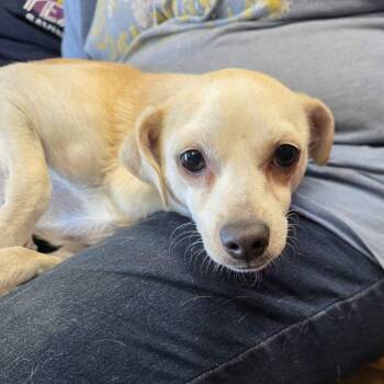 Lilly -  Chihuahua Dog for Adoption in Kingman, Kansas - Lilly | PetCurious