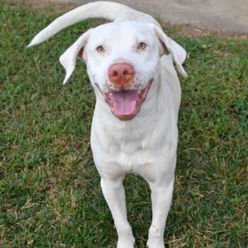 Rescue Labrador Retriever Dogs for Adoption in Beaumont, Texas - Ellison | PetCurious