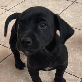 Catahoula Leopard Dog Dogs Available for Adoption - Houston Huzzah | PetCurious