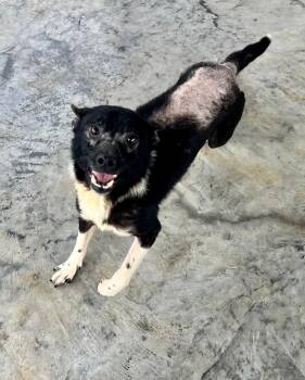Rescue Border Collie Dogs for Adoption in Edinburg, Virginia - Houdini | PetCurious