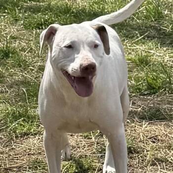 Ellie - Good with kids and dogs -  Dalmatian and Labrador Retriever Dog for Adoption in Andover, Massachusetts - Ellie - Good With Kids And Dogs | PetCurious