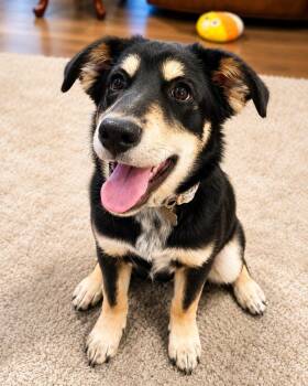 Rocky Road -  Husky and Border Collie Dog for Adoption in Humble, Texas - Rocky Road | PetCurious