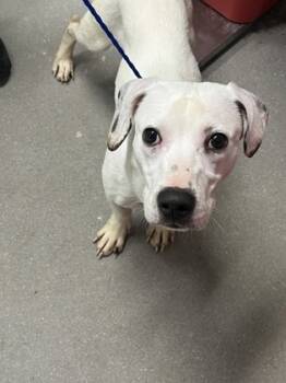 Rescue Mixed Breed Dogs for Adoption in West Chester, Pennsylvania - Spooder | PetCurious