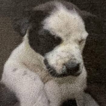 Mr. Monopoly -  Mixed Breed Dog Available for Adoption in New Windsor, New York - Mr. Monopoly | PetCurious