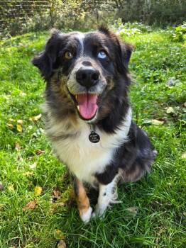 Rescue Australian Shepherd Dogs for Adoption in West Falls, New York - Doris | PetCurious