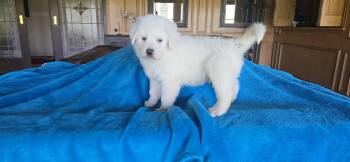 Great Pyrenees and Labrador Retriever Dogs Available for Adoption in Boerne, Texas - Aggie | PetCurious