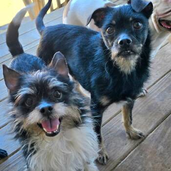 Rescue Cairn Terrier and Shih Tzu Dogs for Adoption in Athens, Alabama - Diego | PetCurious