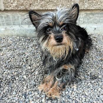 Little Lady -  Yorkshire Terrier Dog for Adoption in Lindon, Utah - Little Lady | PetCurious
