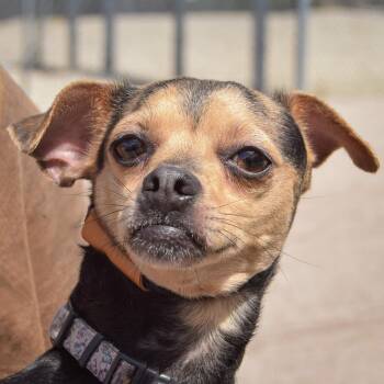 Chihuahua and Miniature Pinscher Dogs Available for Adoption in Huntley, Illinois - Bitsy | PetCurious