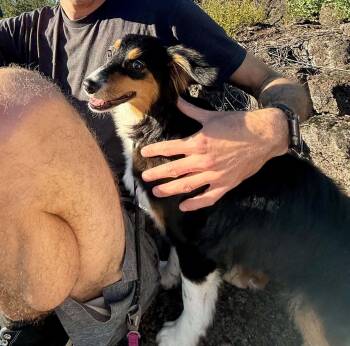 Nellie -  Australian Shepherd Dog for Adoption in Bend, Oregon - Nellie | PetCurious