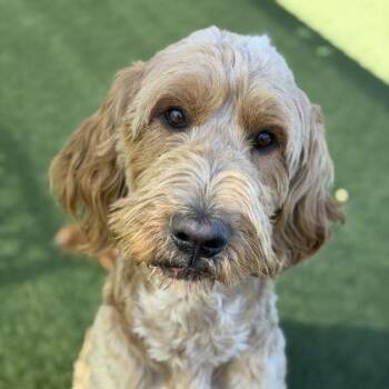 Doodle-Bob -  Standard Poodle Dog for Adoption in Sacramento, California - Doodle-Bob | PetCurious