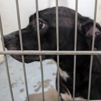 191798 LOOKING FOR OWNER -  Labrador Retriever Dog for Adoption in Ravenna, Ohio - 191798 LOOKING FOR OWNER | PetCurious