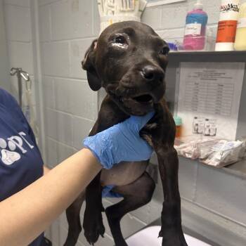 Chip -  Mixed Breed Dog for Adoption in Summerville, South Carolina - Chip | PetCurious