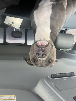 LILA -  Pit Bull Terrier and Mixed Breed Dog Available for Adoption in Killeen, Texas - LILA | PetCurious