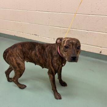Tilly -  Mixed Breed Dog for Adoption in Memphis, Tennessee - Tilly | PetCurious