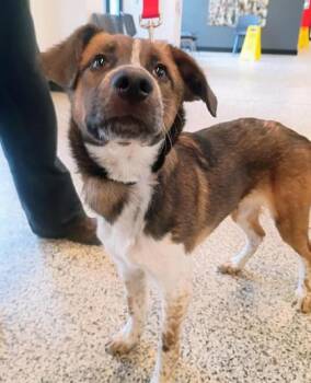 Ginger -  Mixed Breed Dog for Adoption in West Chester, Pennsylvania - Ginger | PetCurious