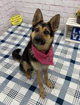 German Shepherd Dog Dogs Available for Adoption in Detroit, Michigan - Zopf | PetCurious