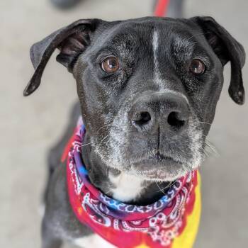 Labrador Retriever Dogs Available for Adoption - Inky | PetCurious