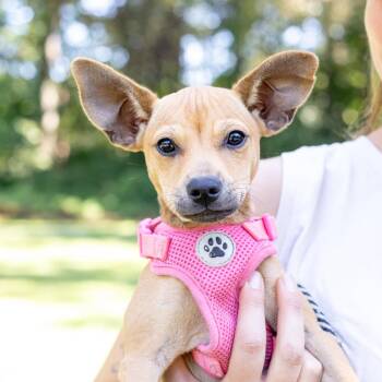Acorn (Female) Avail 10/7 -  Chiweenie Dog for Adoption in West Grove, Pennsylvania - Acorn (Female) Avail 10/7 | PetCurious