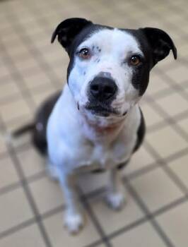 Luna -  Pit Bull Terrier Dog for Adoption in White Cloud, Michigan - Luna | PetCurious