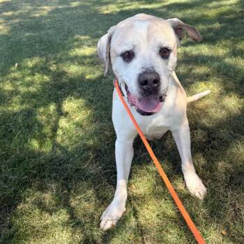 Wallace -  Mastiff Dog for Adoption in Grand Rapids, Michigan - Wallace | PetCurious