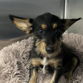 Rambo -  Yorkshire Terrier and Miniature Schnauzer Dog for Adoption in Madisonville, Tennessee - Rambo | PetCurious