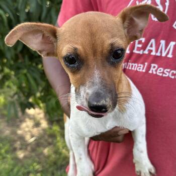 Dixie - Local July 10-12 -  Rat Terrier Dog for Adoption in Brookshire, Texas - Dixie - Local July 10-12 | PetCurious