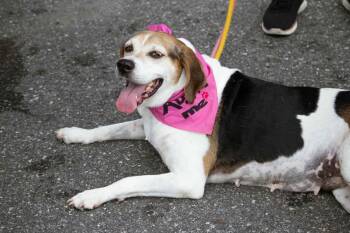 Peaches (Foster or Adopter needed!) -  Hound Dog for Adoption in Westwood, New Jersey - Peaches (Foster Or Adopter Needed!) | PetCurious
