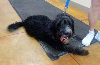 Ellie -  Labrador Retriever and Standard Poodle Dog for Adoption in Austin, Minnesota - Ellie | PetCurious