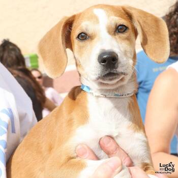 Rescue Hound Dogs for Adoption in Washington, District Of Columbia - Angel | PetCurious