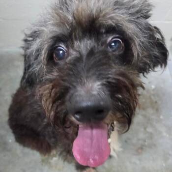 Maisie -  Standard Poodle and Australian Shepherd Dog for Adoption in Madisonville, Kentucky - Maisie | PetCurious