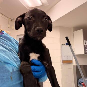 Pit Bull Terrier Dogs Available for Adoption - Dove | PetCurious