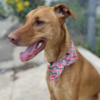 Kenzie -  Doberman Pinscher and Greyhound Dog for Adoption in Seguin, Texas - Kenzie | PetCurious