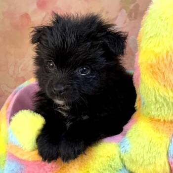 Pug and Pomeranian Dogs Available for Adoption - Pablo | PetCurious