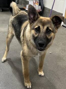 German Shepherd Dog and Mixed Breed Dogs Available for Adoption - QUICHE | PetCurious