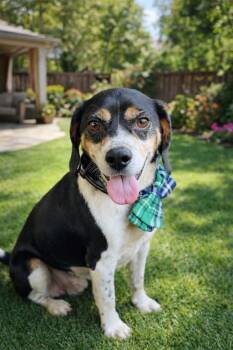 Beagle Dogs Available for Adoption in Orange, California - Jeepers | PetCurious