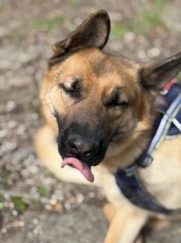 German Shepherd Dog and Mixed Breed Dogs Available for Adoption - Zodiac | PetCurious