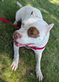 Remi -  Pit Bull Terrier and Mixed Breed Dog for Adoption in Baraboo, Wisconsin - Remi | PetCurious