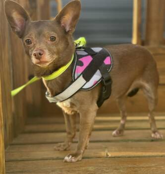 Chihuahua Dogs Available for Adoption in Homer Glen, Illinois - Birdie | PetCurious