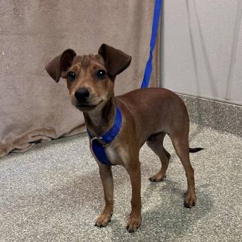 Garry* -  Chihuahua and Mixed Breed Dog for Adoption in San Gabriel, California - Garry* | PetCurious
