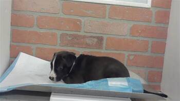 A2080717 -  Staffordshire Bull Terrier and Mixed Breed Dog for Adoption in Houston, Texas - A2080717 | PetCurious