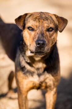 Cattle Dog and Labrador Retriever Dogs Available for Adoption - Chastain | PetCurious