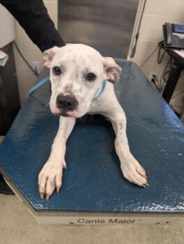 Dalmatian and Mixed Breed Dogs Available for Adoption - VENUS | PetCurious