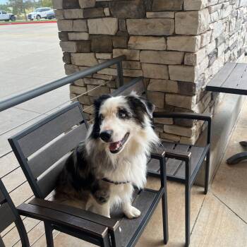 Jack (aka Aldi) -  Australian Shepherd Dog for Adoption in Choctaw, Oklahoma - Jack (aka Aldi) | PetCurious