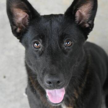 Coral -  Shepherd Dog for Adoption in Columbus, North Carolina - Coral | PetCurious